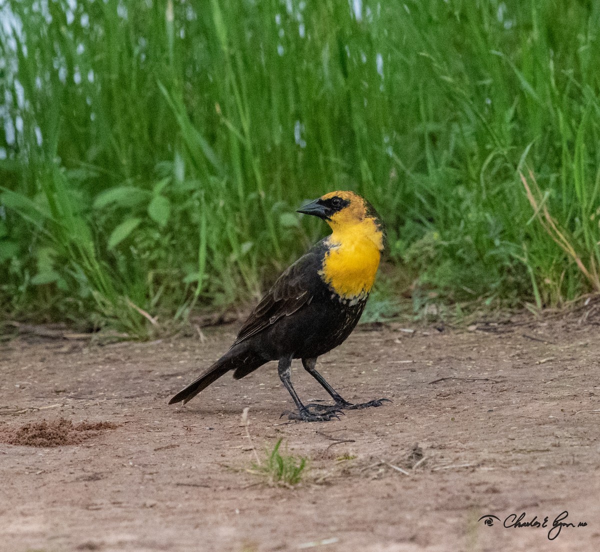 Yellow-headed Blackbird - ML153677261