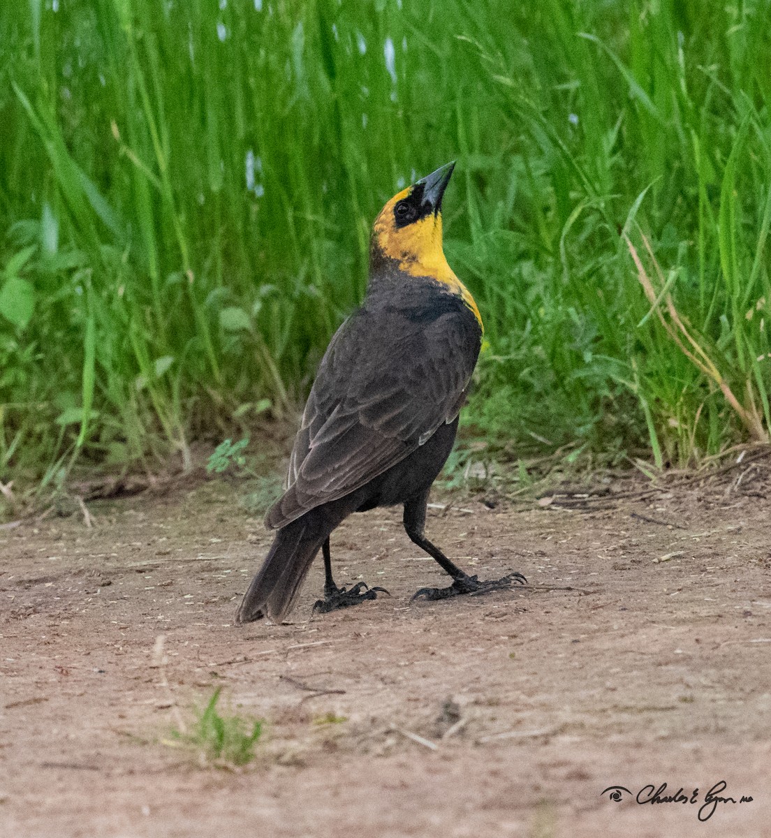 Yellow-headed Blackbird - ML153677271