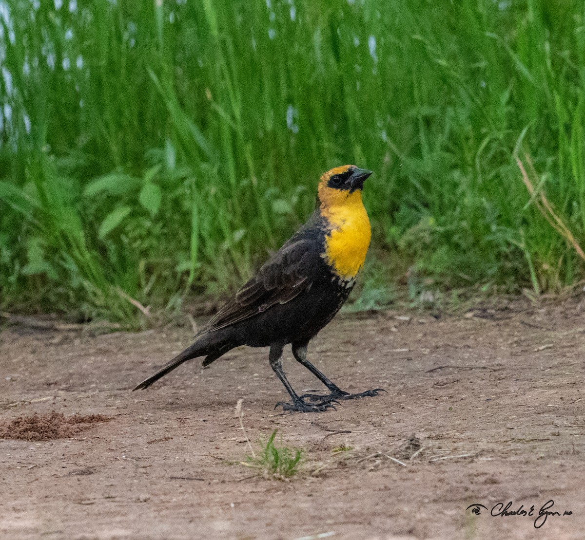 Yellow-headed Blackbird - ML153677291