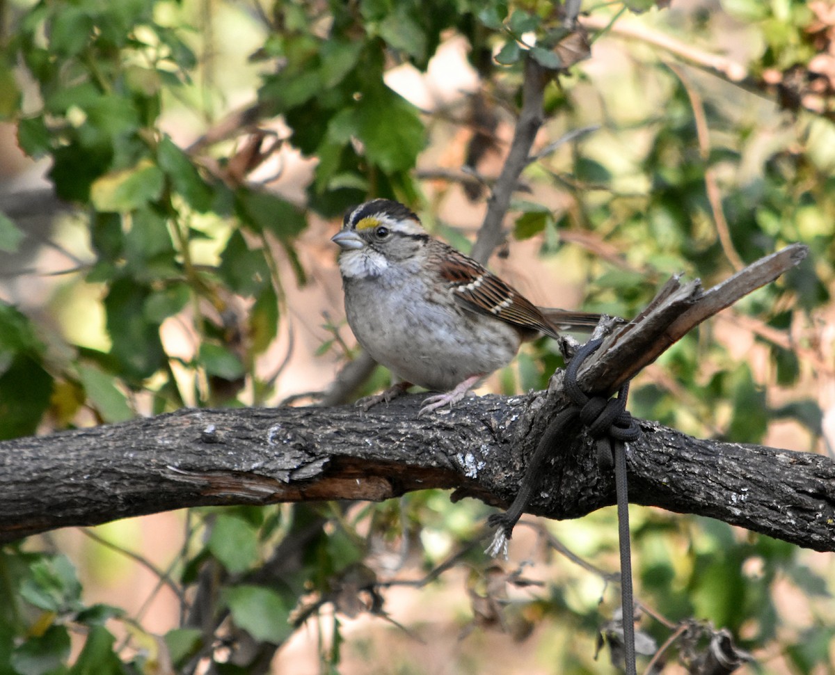 White-throated Sparrow - James  Watts, Jr