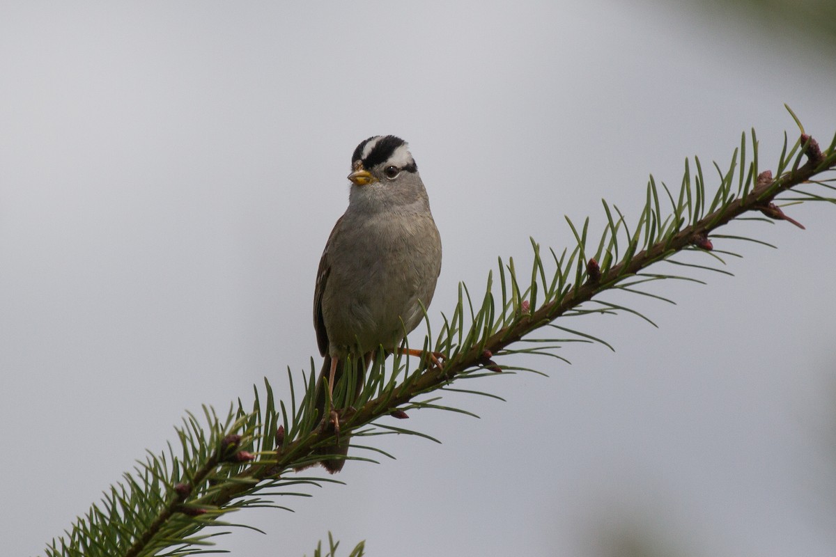 White-crowned Sparrow - Griffin Richards