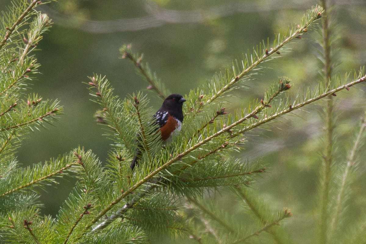 Spotted Towhee - Griffin Richards