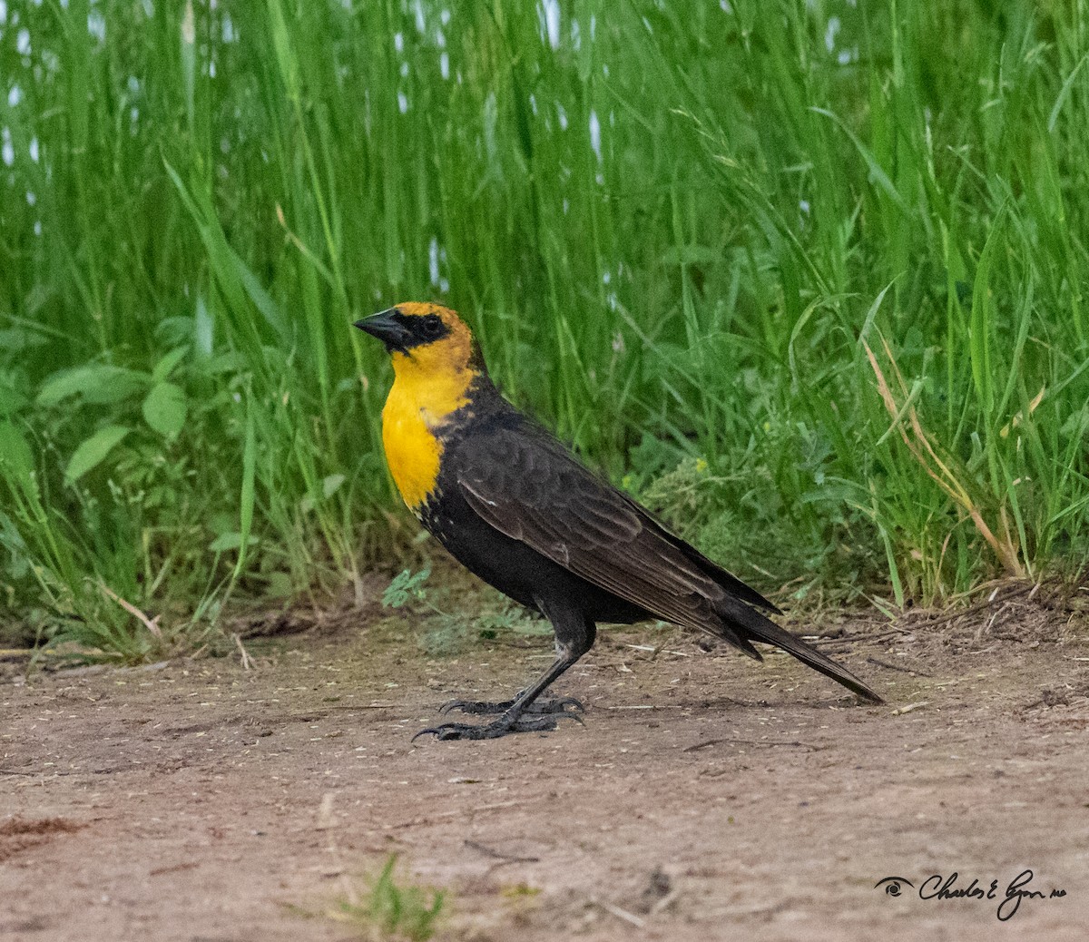 Yellow-headed Blackbird - ML153677451