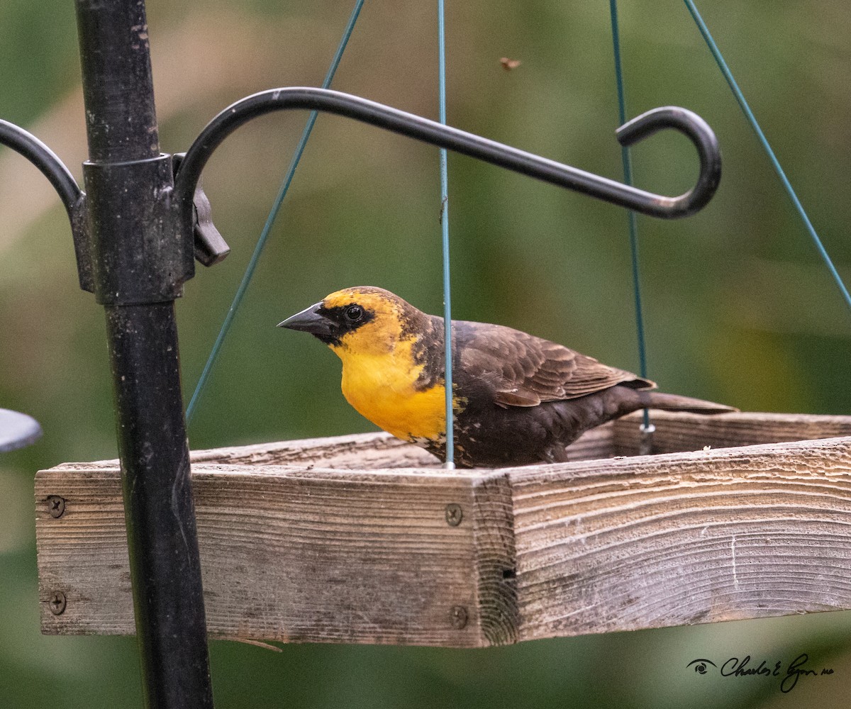 Yellow-headed Blackbird - Charles Lyon