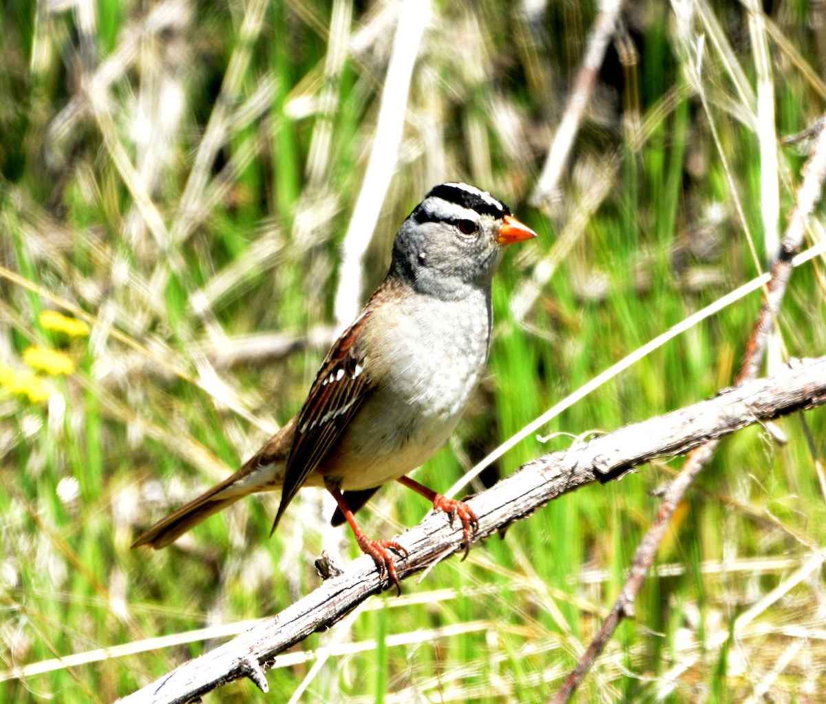 White-crowned Sparrow - Mark  Ludwick