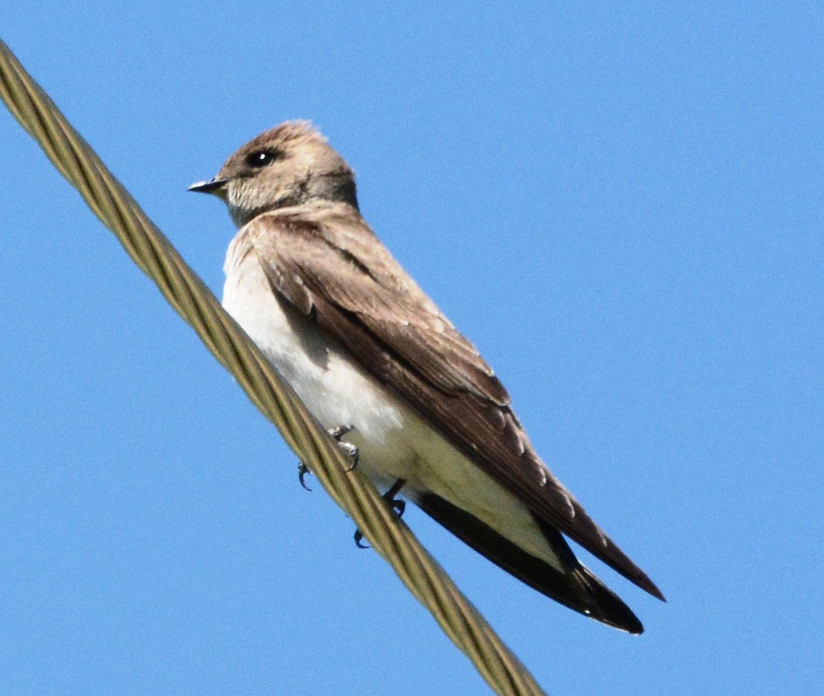 Northern Rough-winged Swallow - Mark  Ludwick
