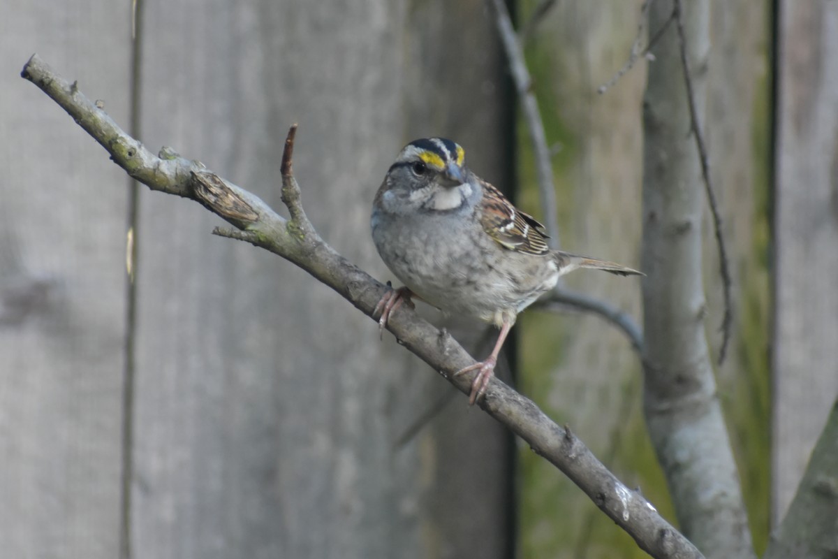 White-throated Sparrow - ML153678291