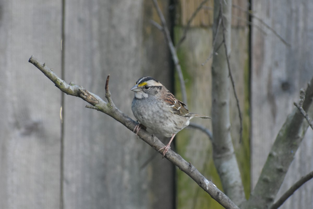 White-throated Sparrow - ML153678301