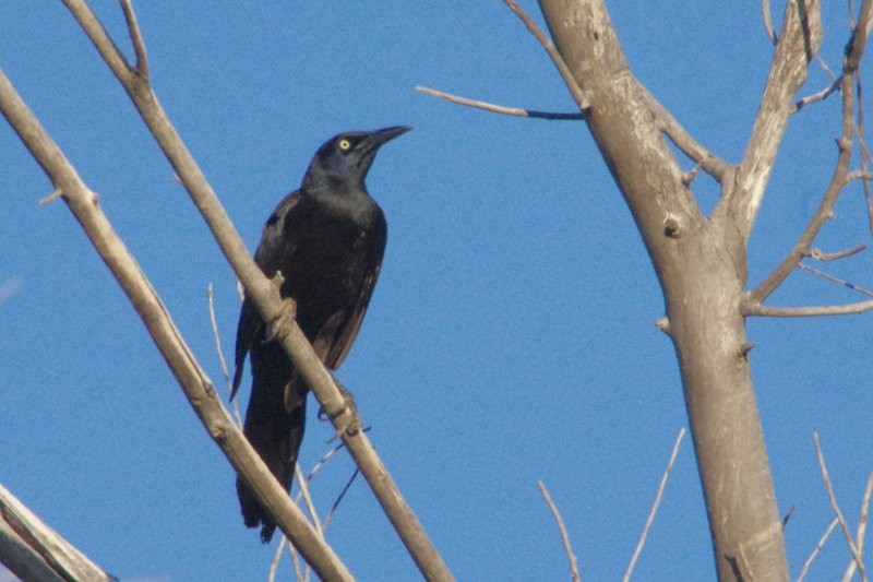 Great-tailed Grackle - ML153678551