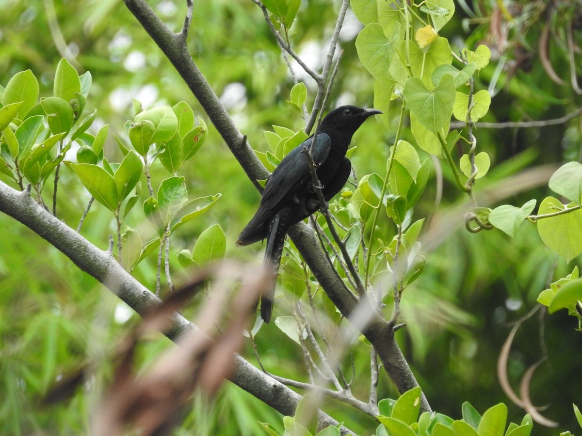 Square-tailed Drongo-Cuckoo - Suebsawat Sawat-chuto