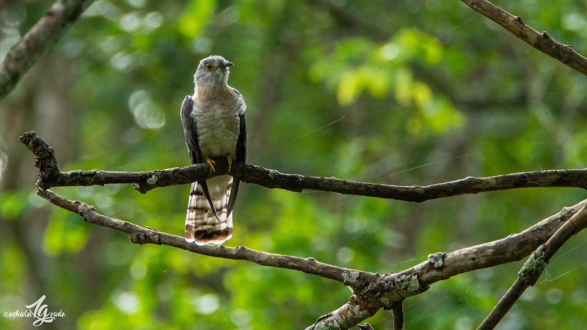 Common Hawk-Cuckoo - ML153681081