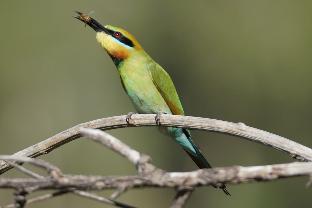 Rainbow Bee-eater - Peter & Shelly Watts