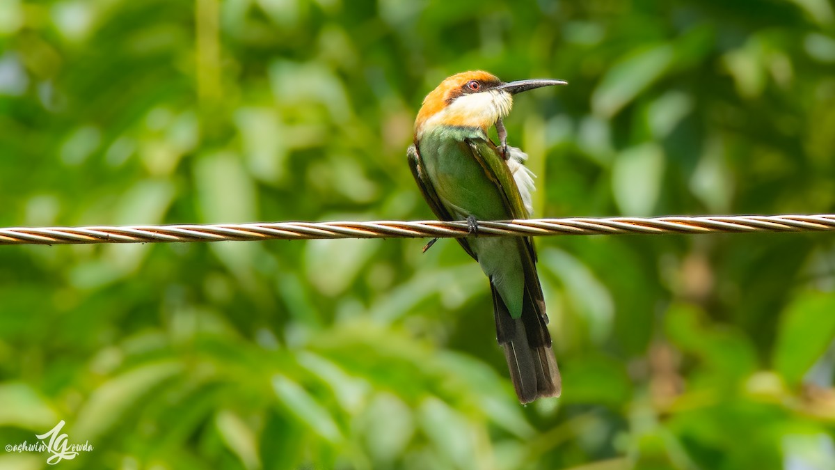 Chestnut-headed Bee-eater - Ashwin Gowda