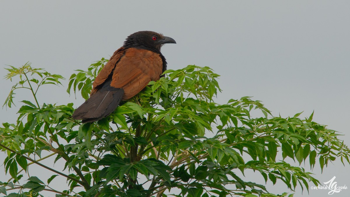 Greater Coucal - ML153681361