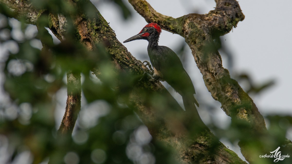 White-bellied Woodpecker - ML153681371
