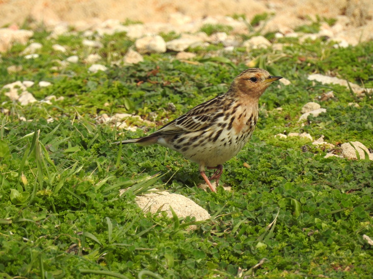 Red-throated Pipit - Peter Hines