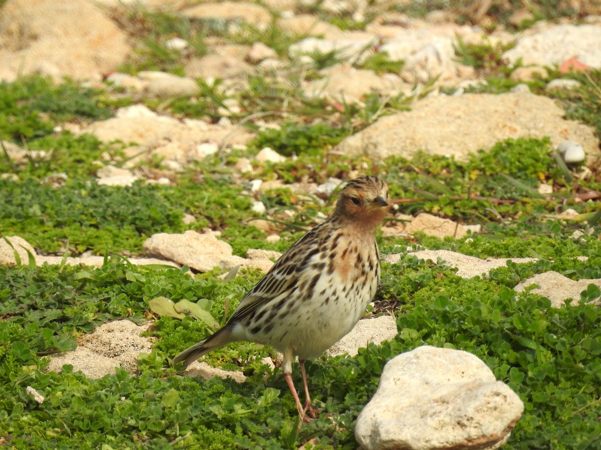 Red-throated Pipit - ML153681441