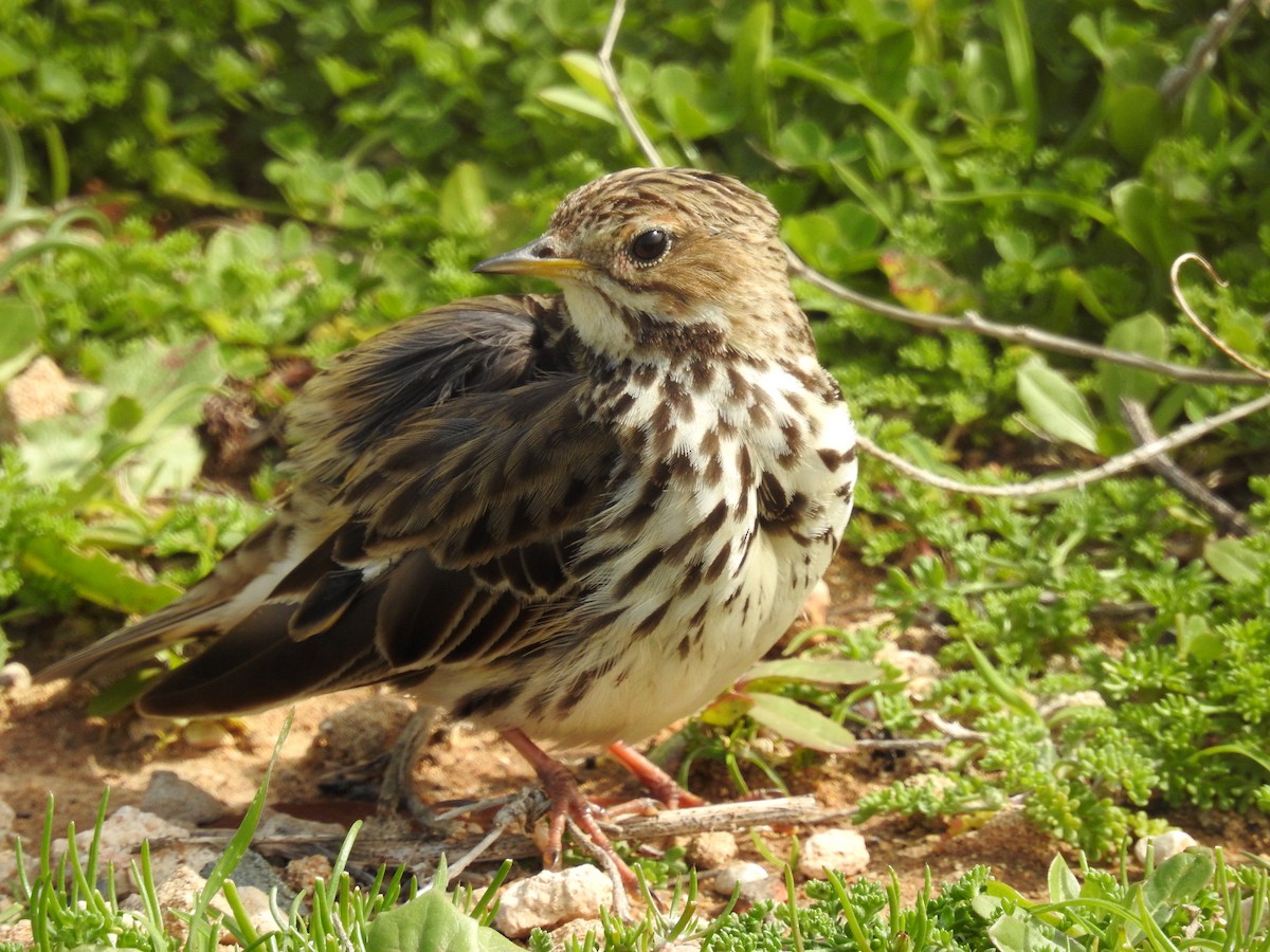 Red-throated Pipit - ML153681491