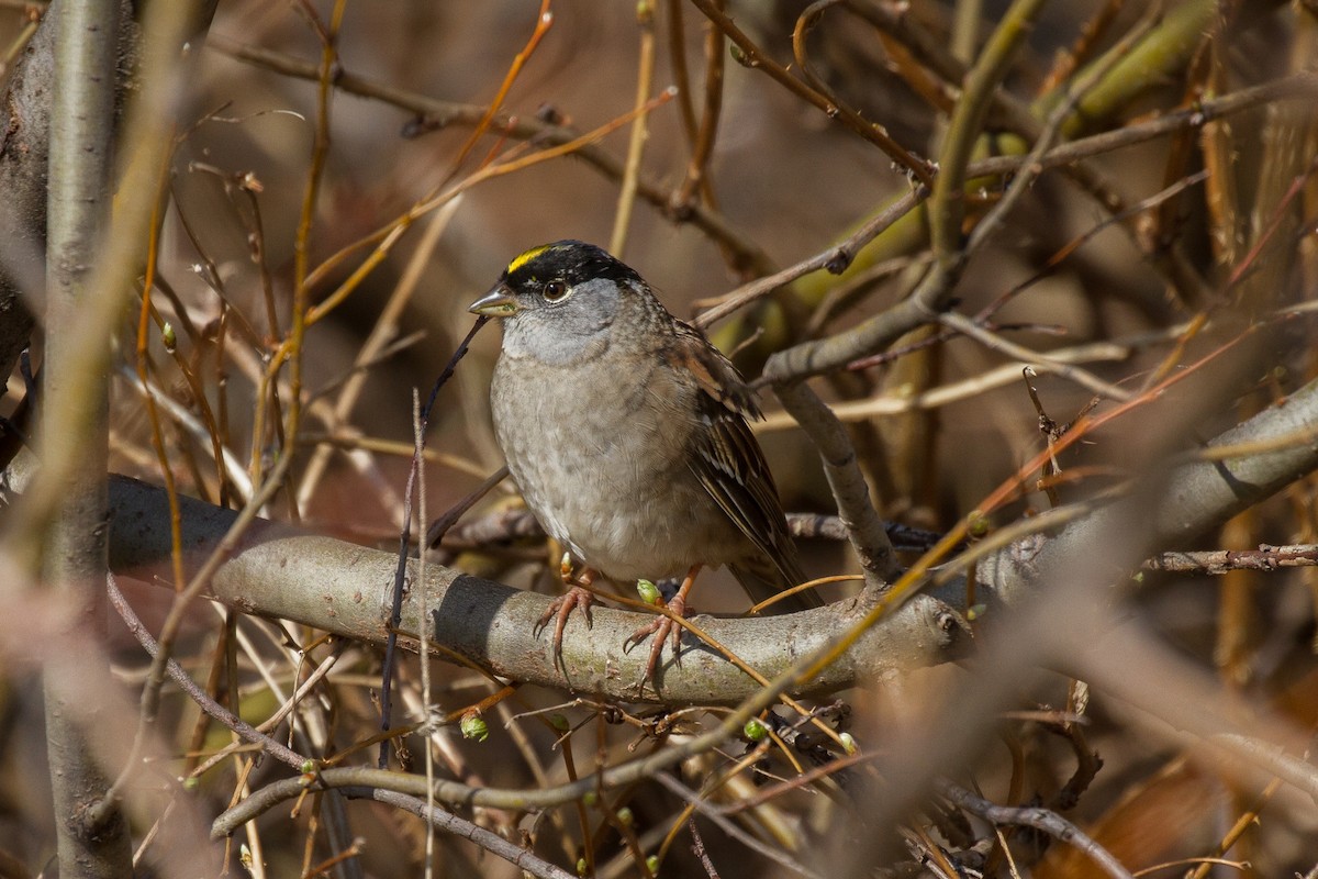 Golden-crowned Sparrow - Griffin Richards