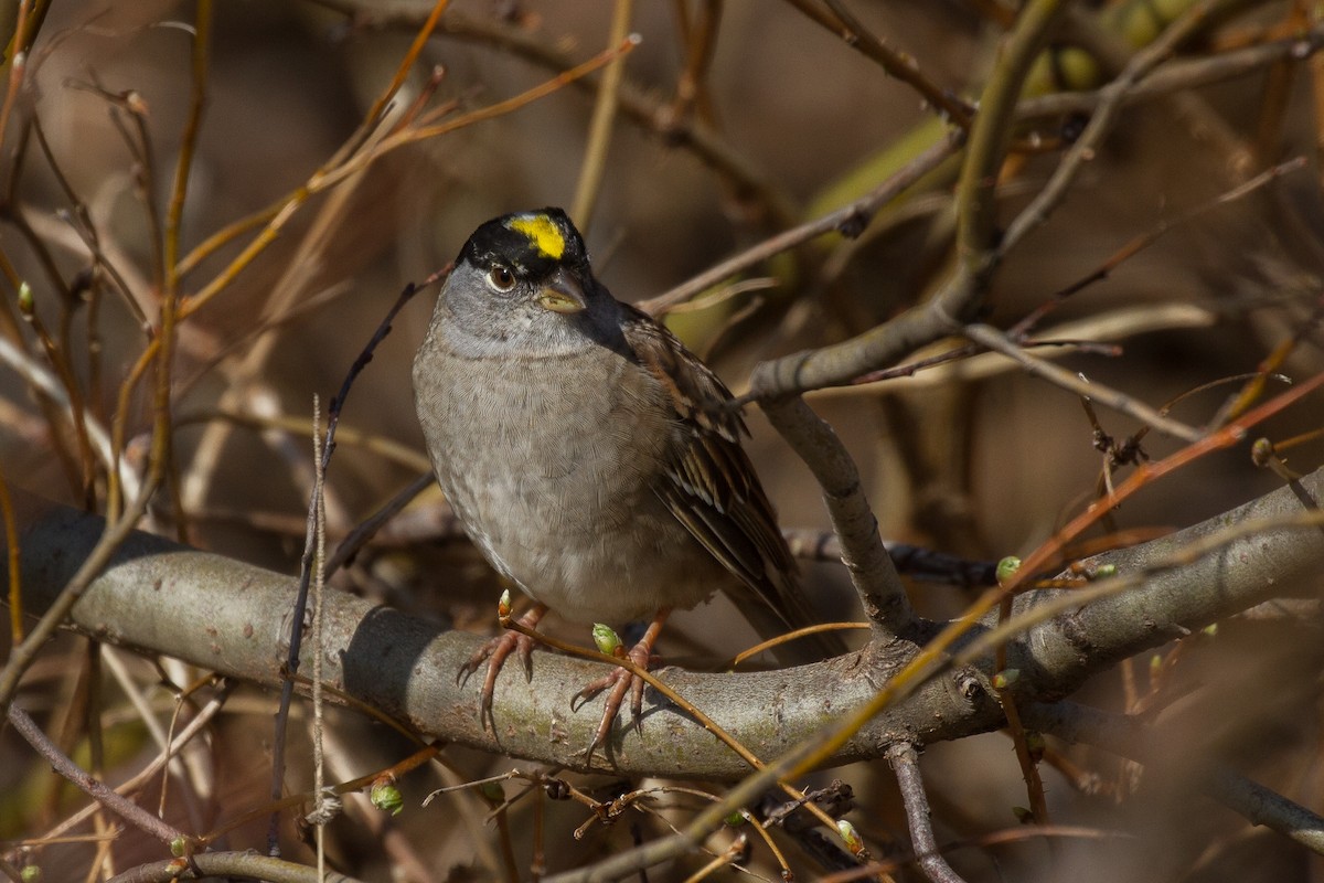 Golden-crowned Sparrow - Griffin Richards