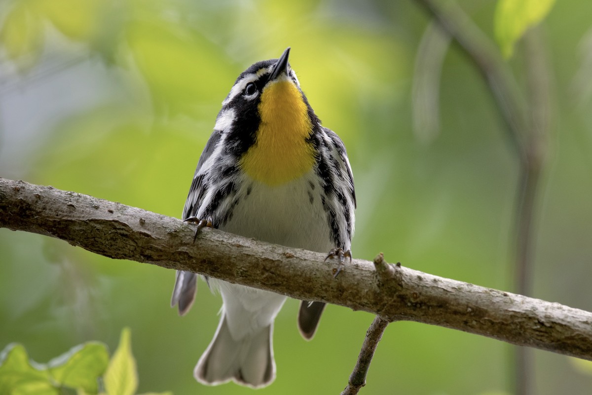 Yellow-throated Warbler - ML153684911