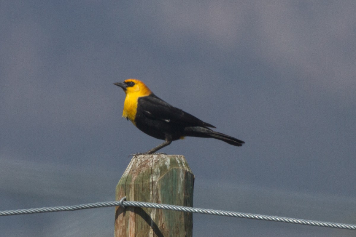 Yellow-headed Blackbird - ML153685541