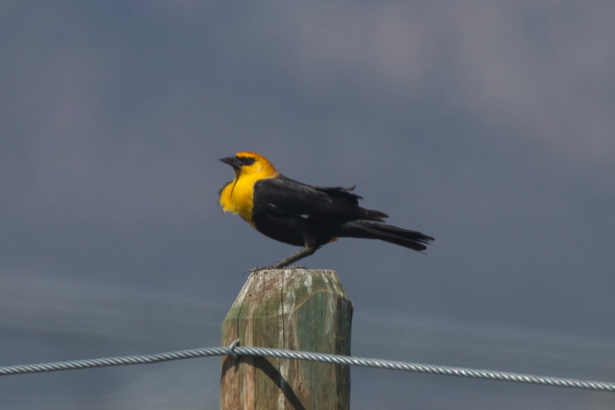 Yellow-headed Blackbird - ML153685551