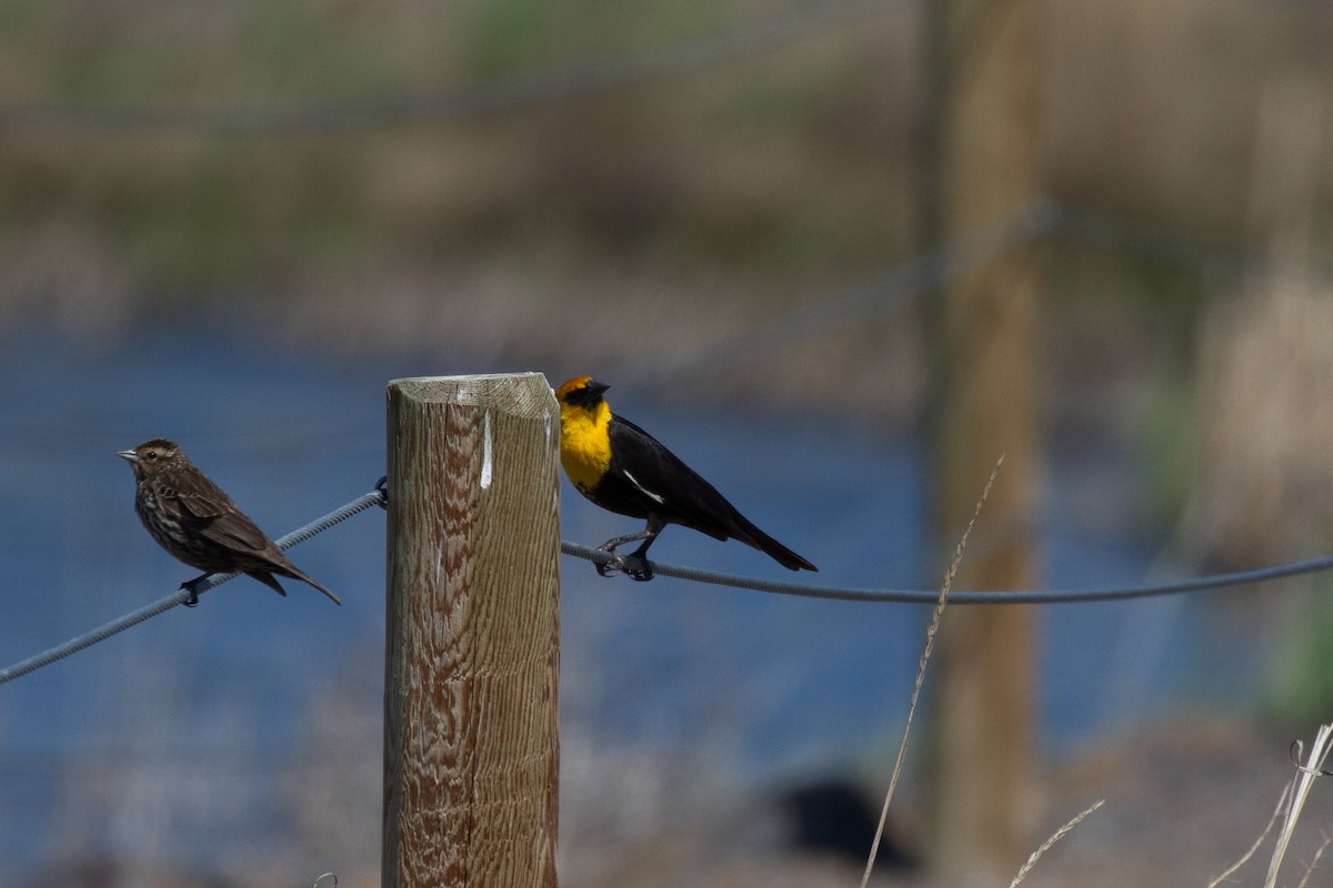 Yellow-headed Blackbird - Griffin Richards