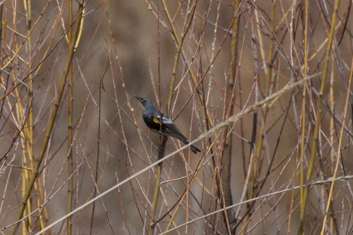 Yellow-rumped Warbler (Audubon's) - ML153685601