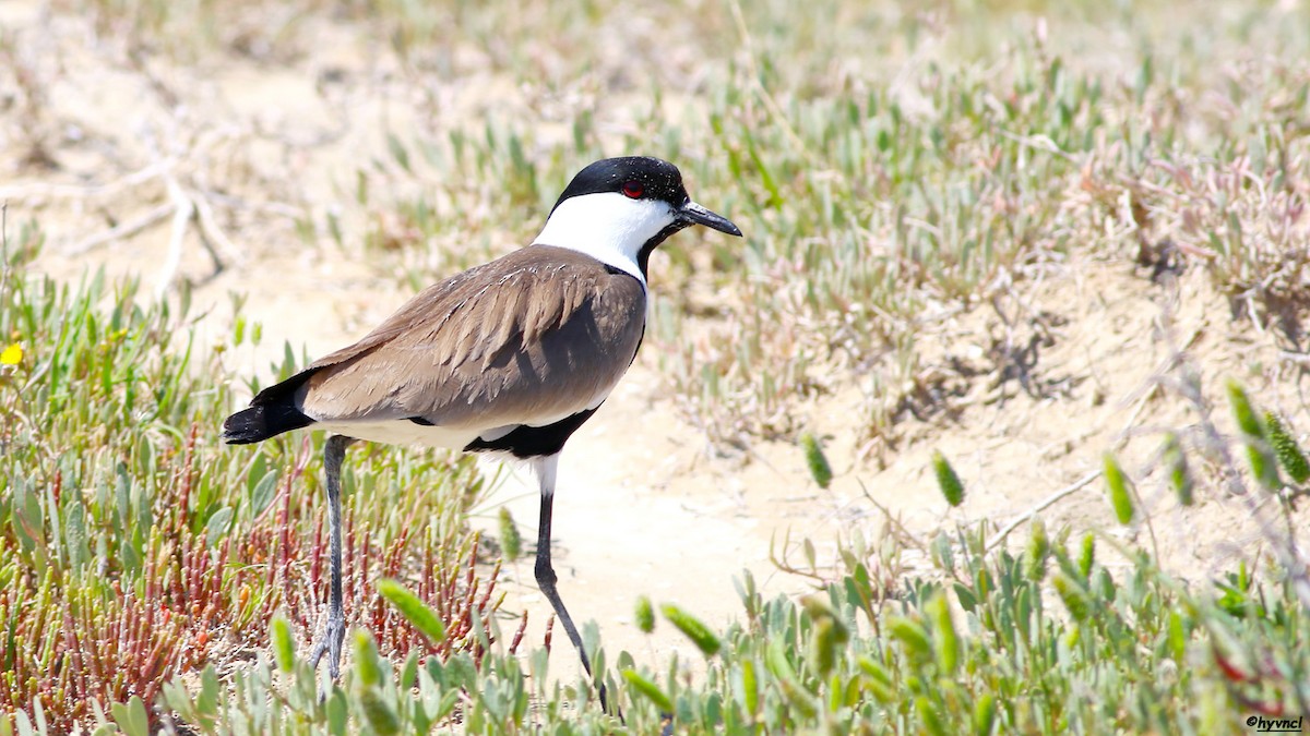 Spur-winged Lapwing - ML153686001