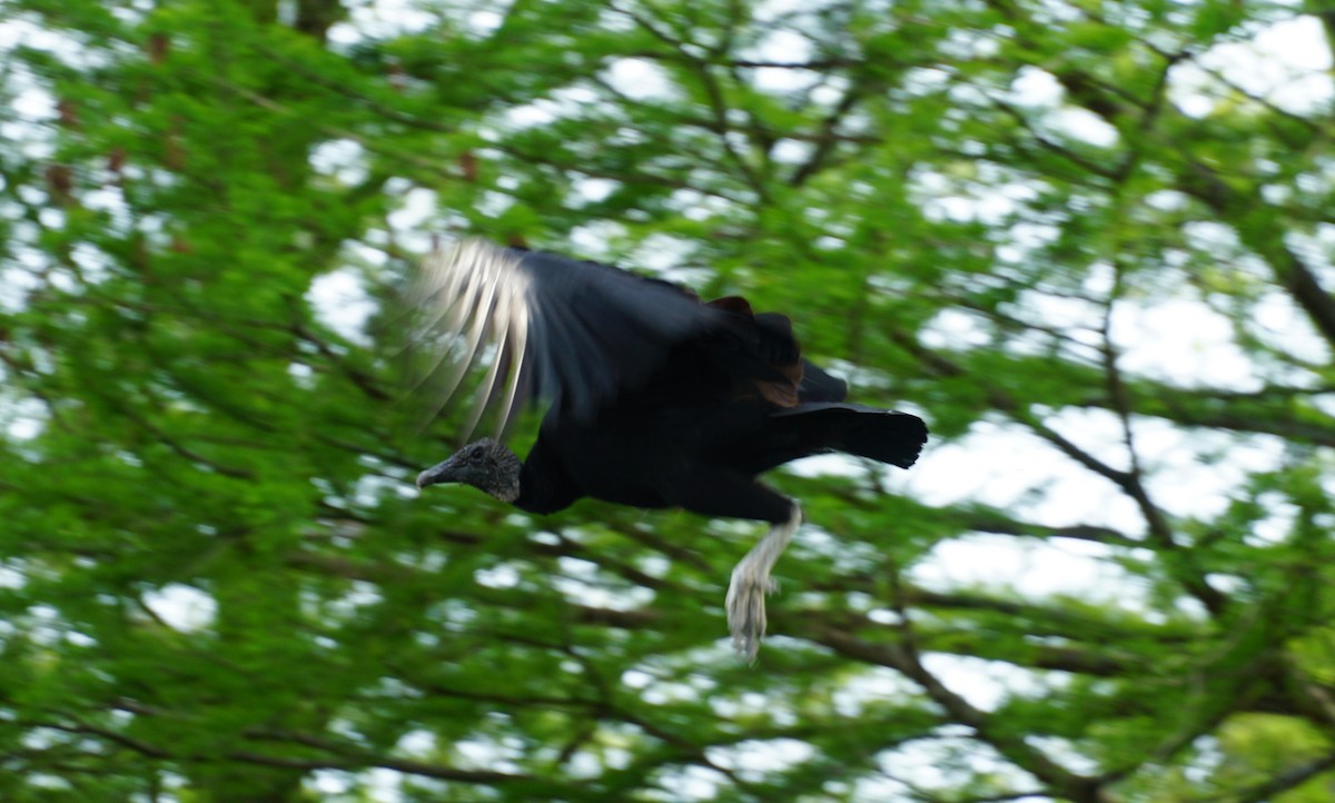 Black Vulture - Kyle Jennings