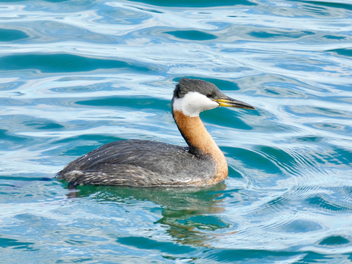 Red-necked Grebe - Peter L