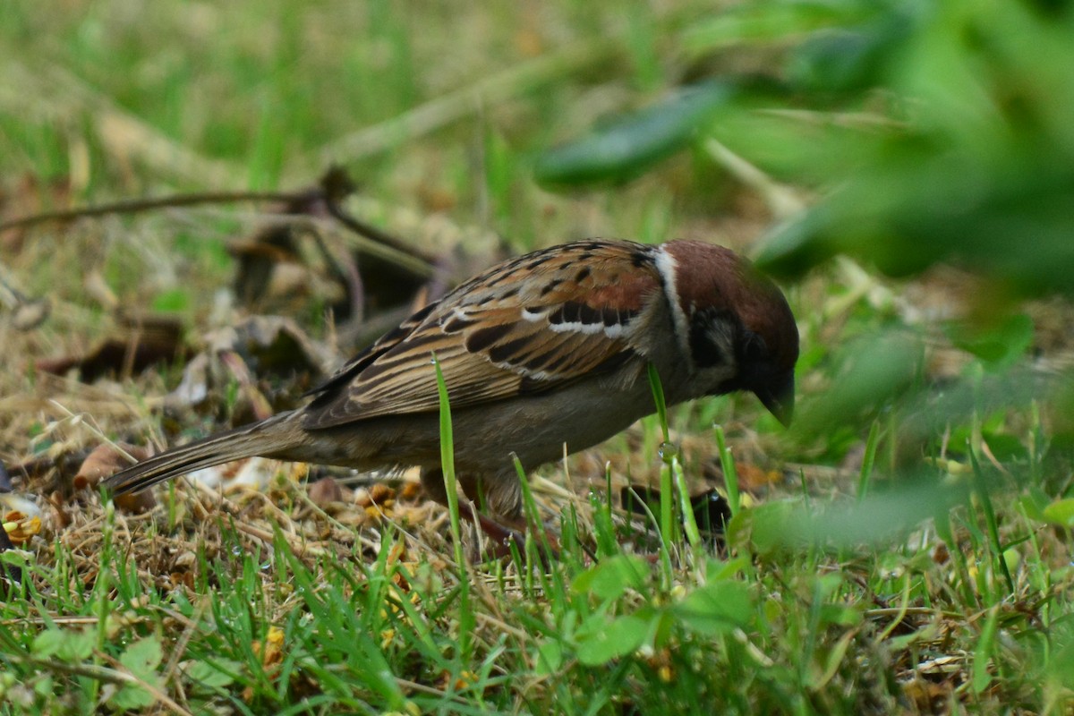 Eurasian Tree Sparrow - Jhih-Wei (志偉) TSAI (蔡)