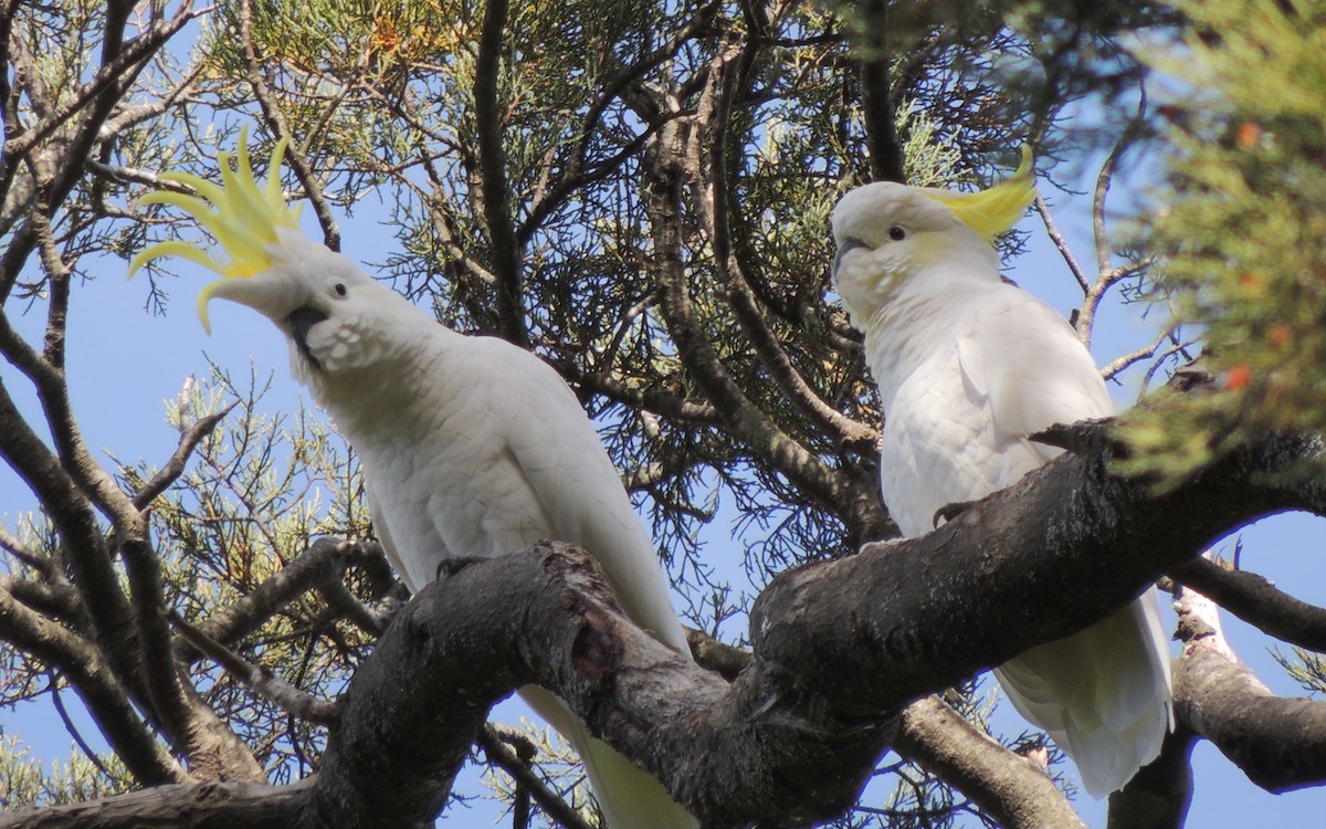 Sulphur-crested Cockatoo - Jack Colley