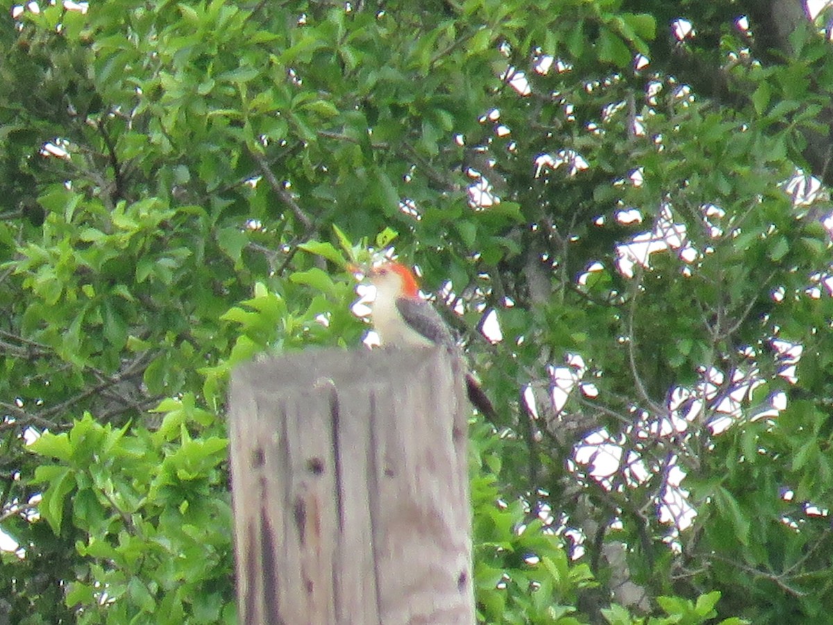 Red-bellied Woodpecker - Laura Wilson