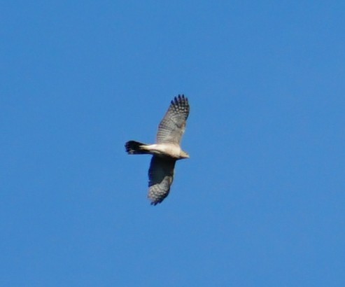 Red-tailed Hawk - ML153688701