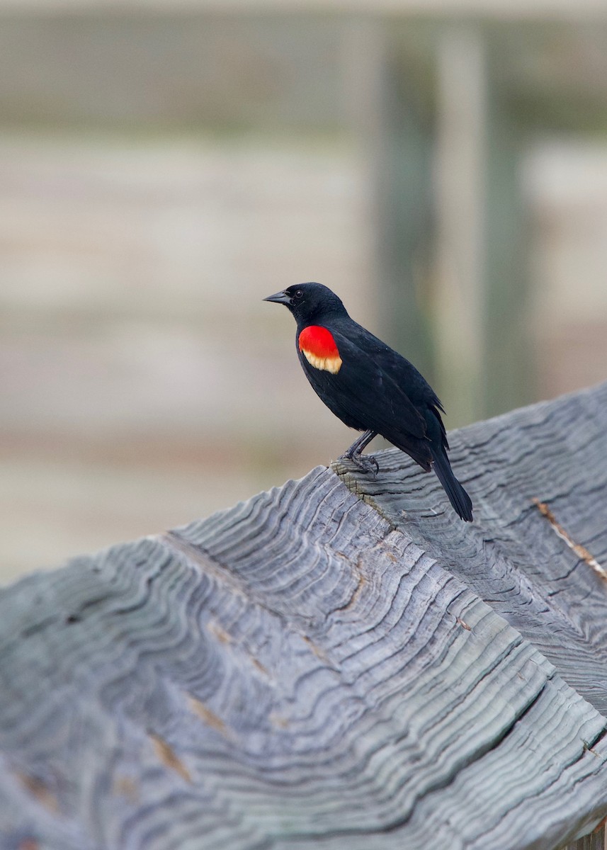Red-winged Blackbird - Jon Cefus