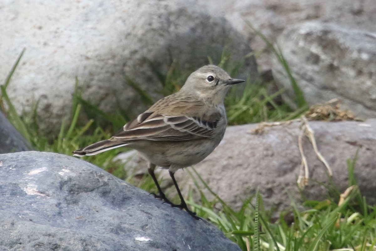 Water Pipit - Gil Ewing