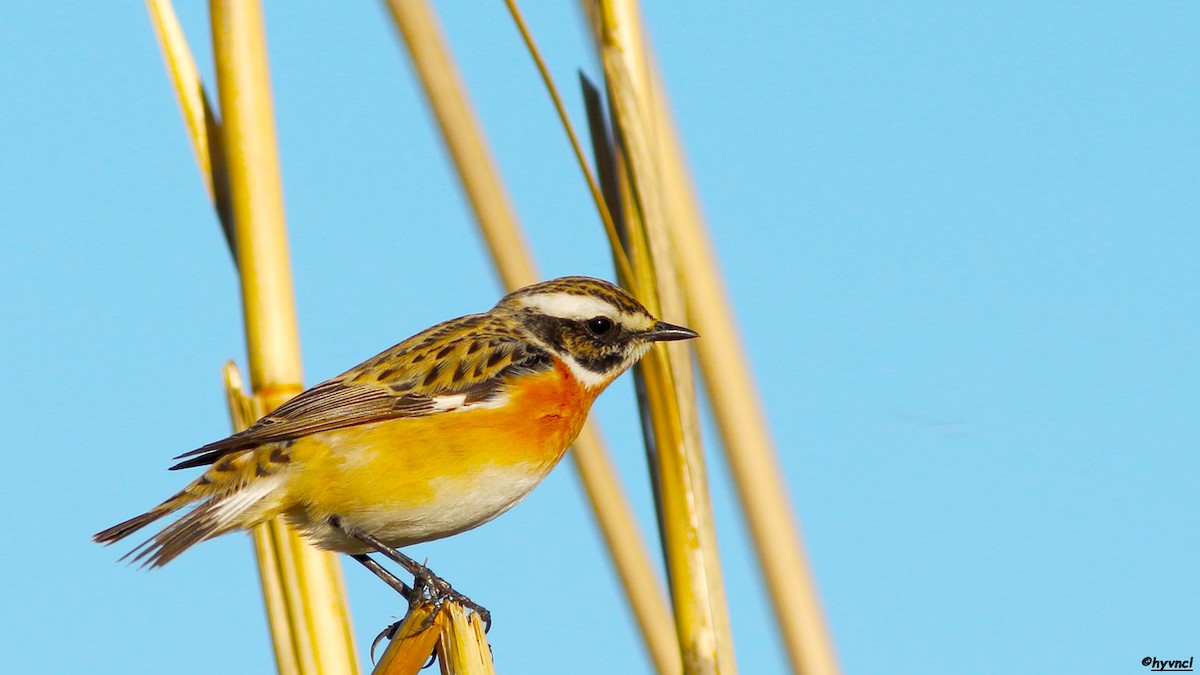 Whinchat - ML153689241
