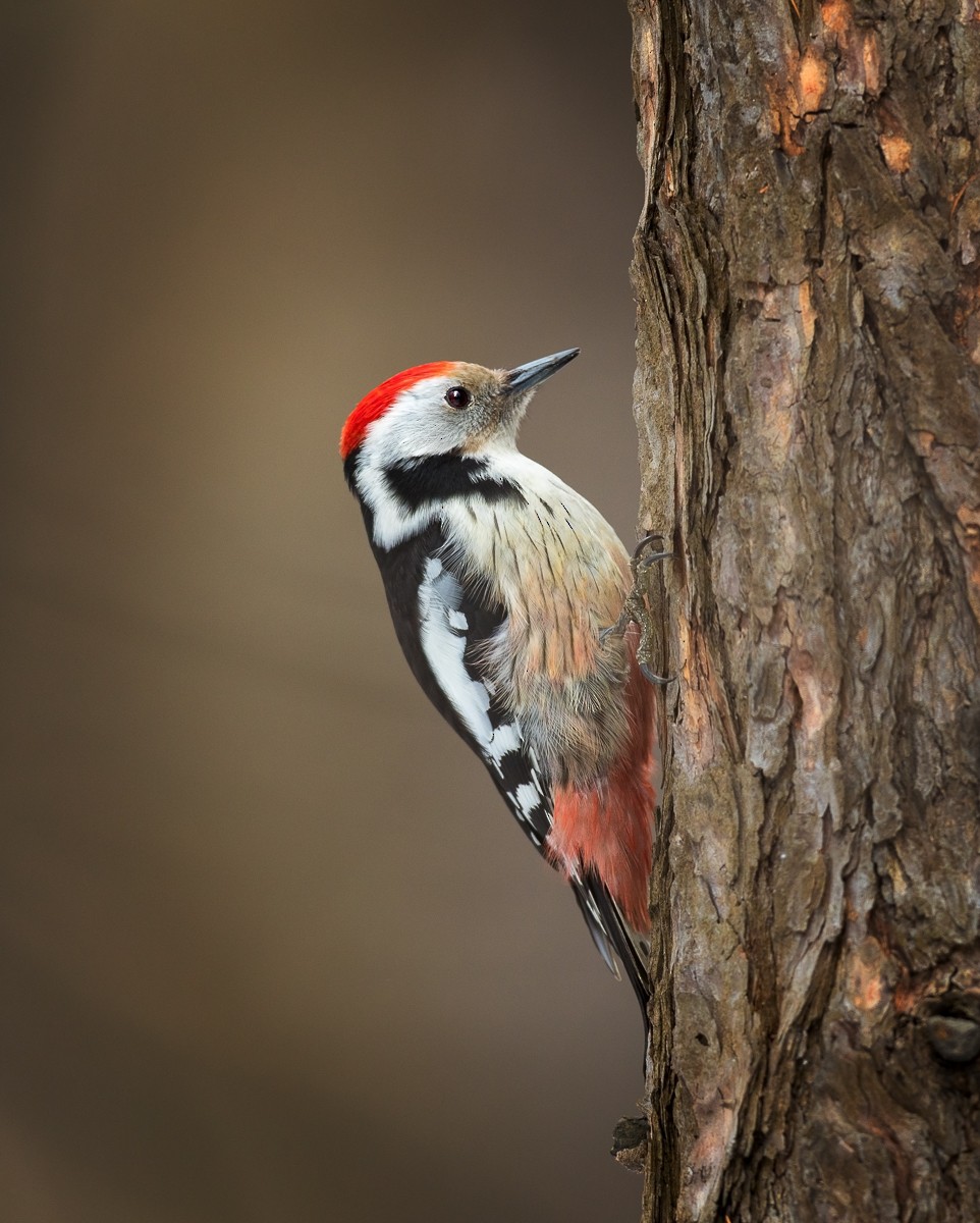 Middle Spotted Woodpecker - Egor Vlasov