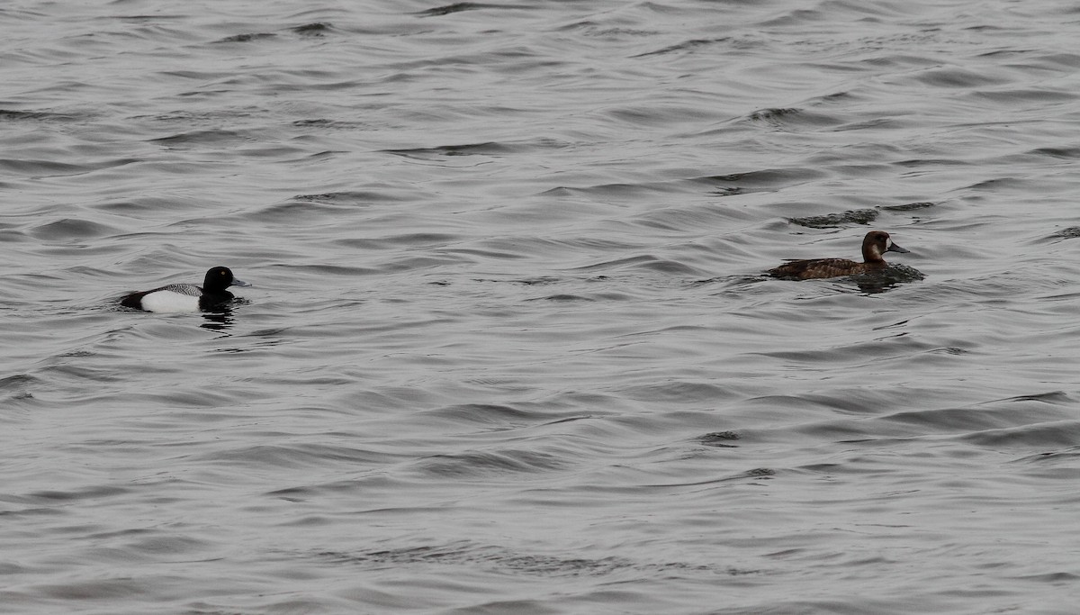 Greater Scaup - ML153691861