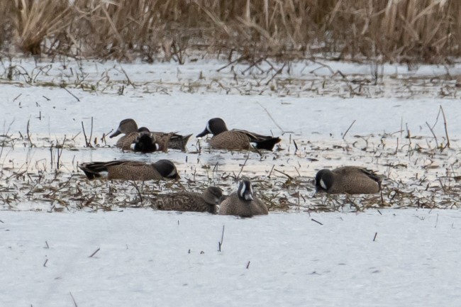 Blue-winged Teal - ML153691931