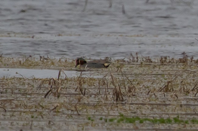 Green-winged Teal - ML153692341