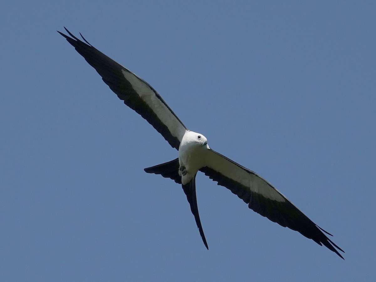 Swallow-tailed Kite - Jane Mann