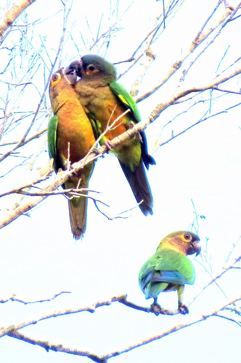 Brown-throated Parakeet - Pat McKay