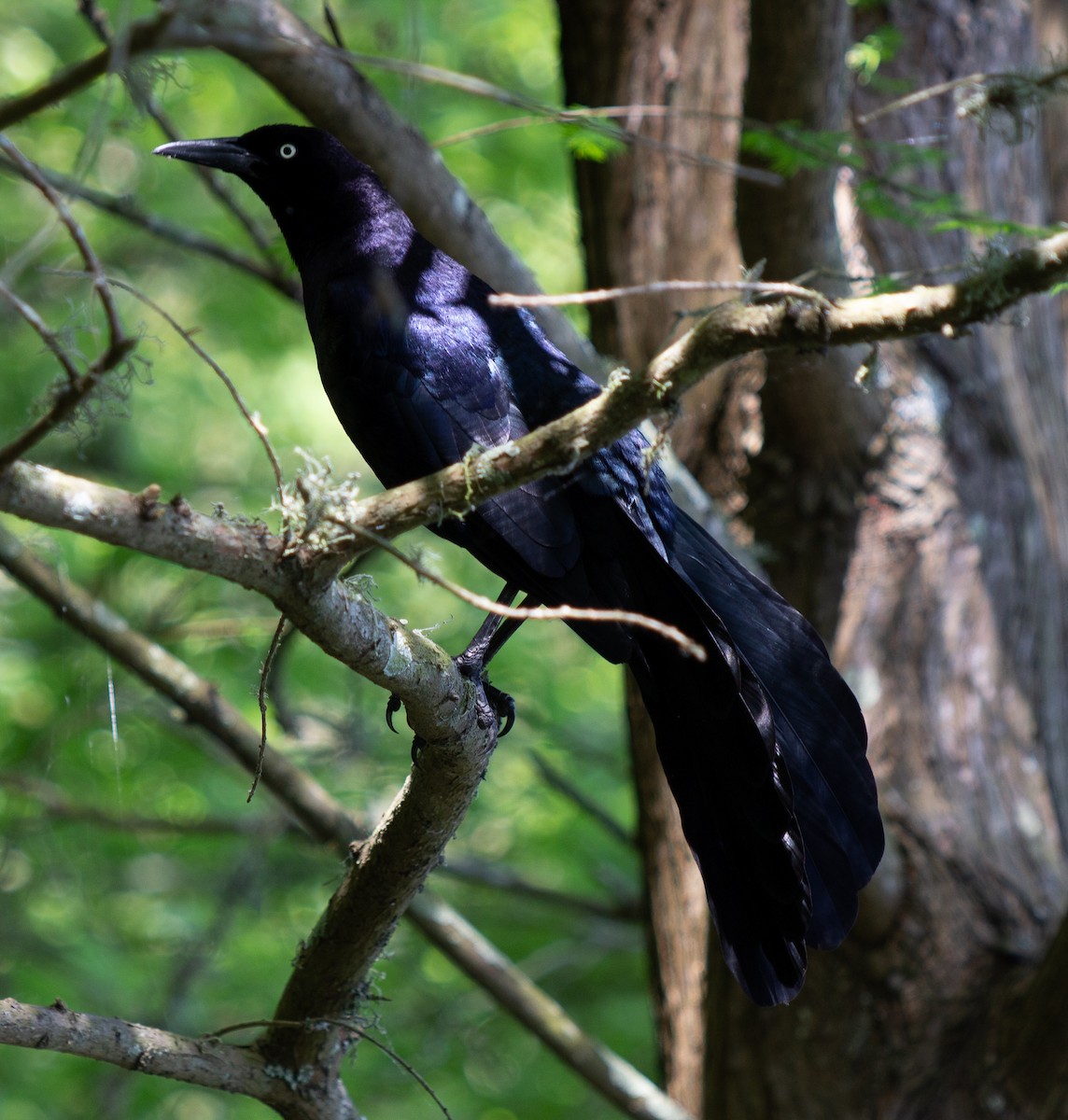 Great-tailed Grackle - ML153694231