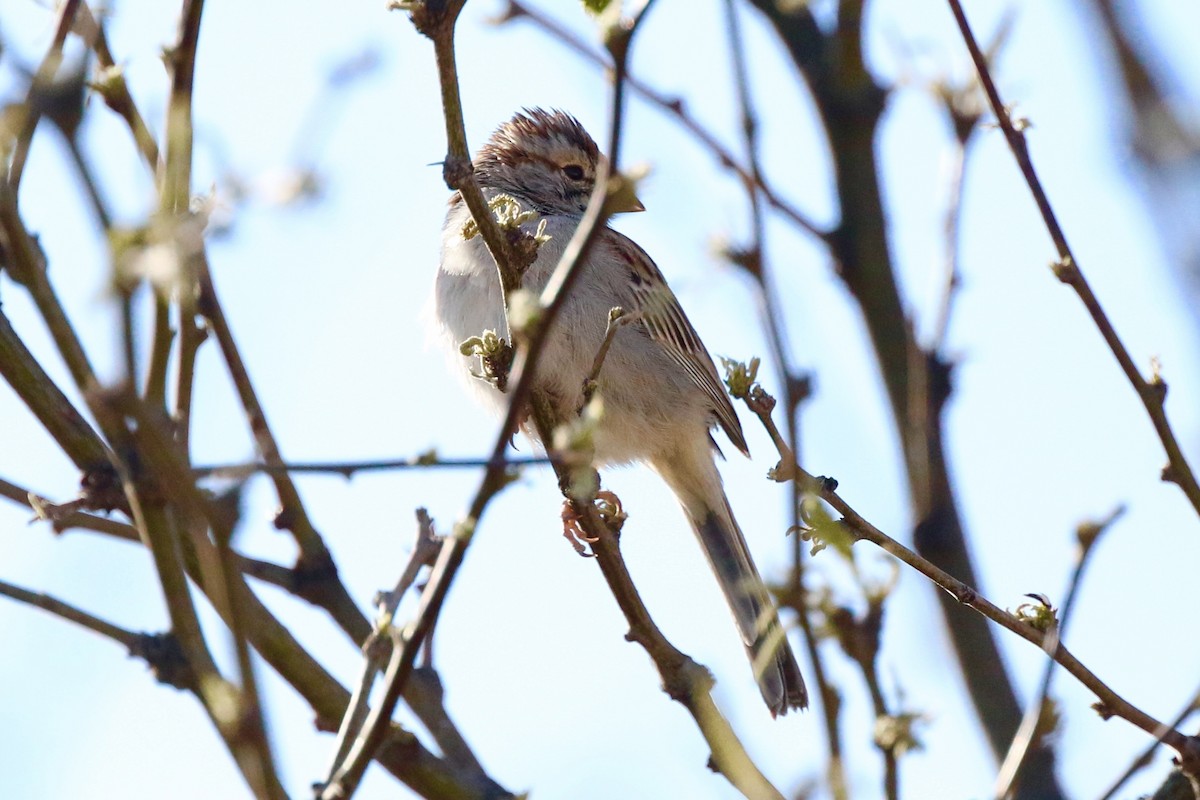 Rufous-winged Sparrow - Lisa Carol Wolf