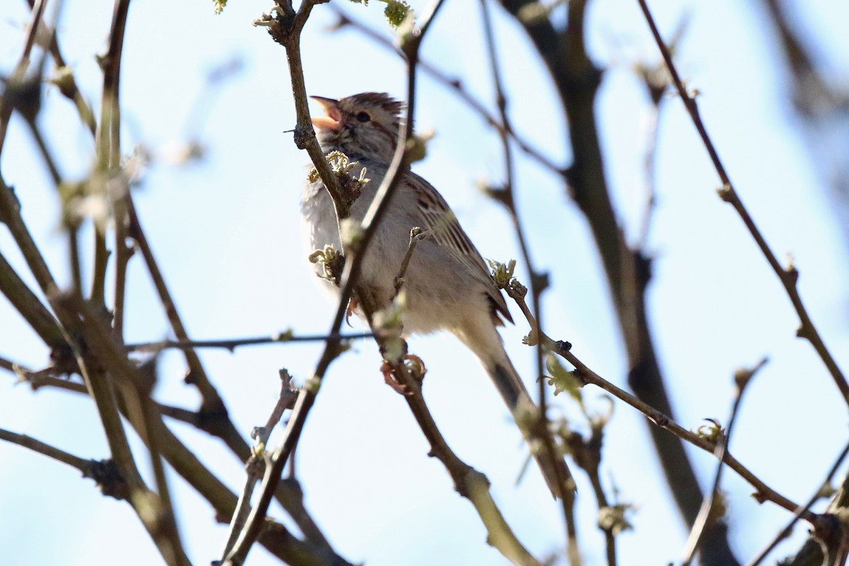 Rufous-winged Sparrow - Lisa Carol Wolf