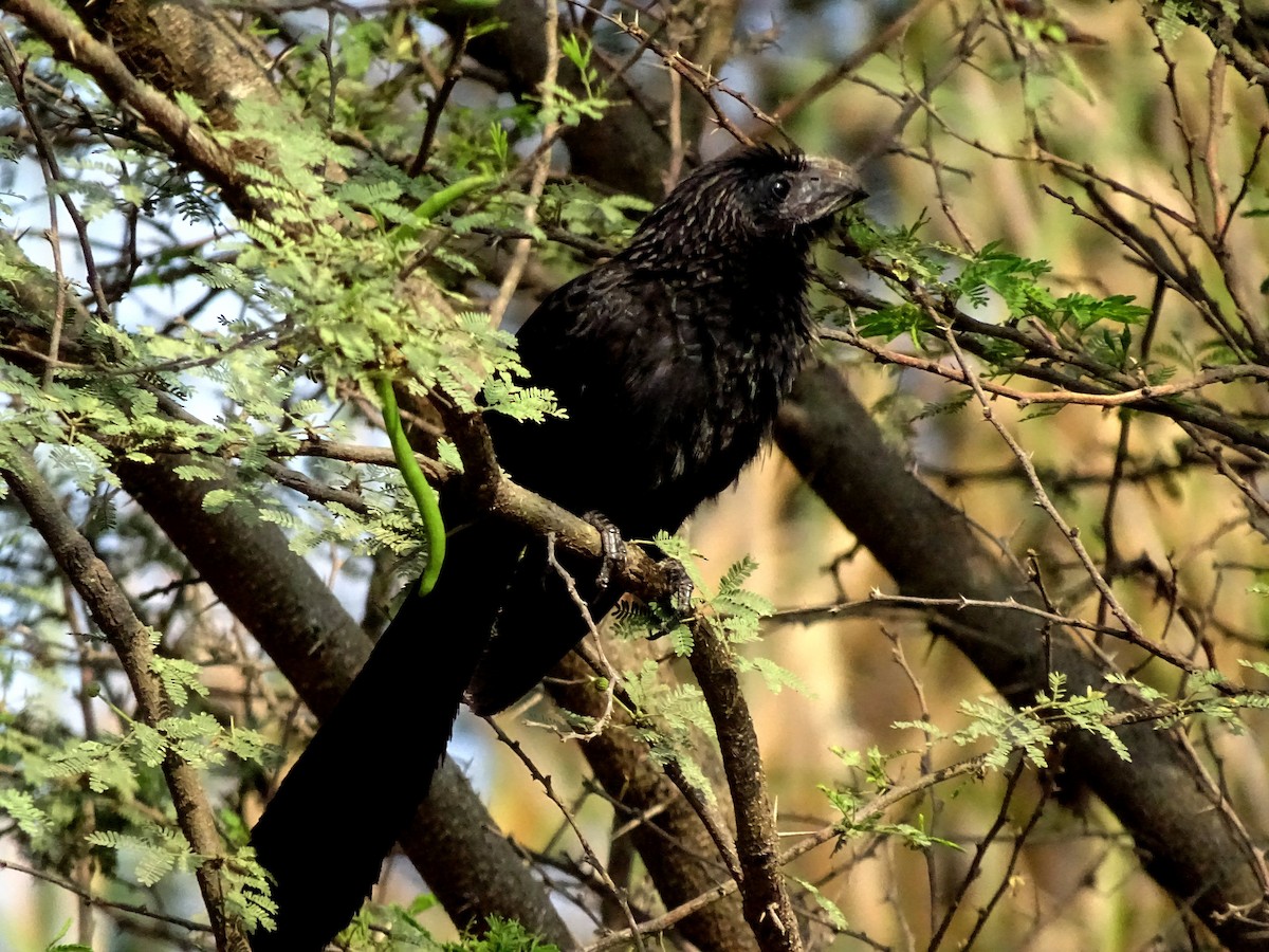 Groove-billed Ani - Julio Acosta  ES Tour Guide