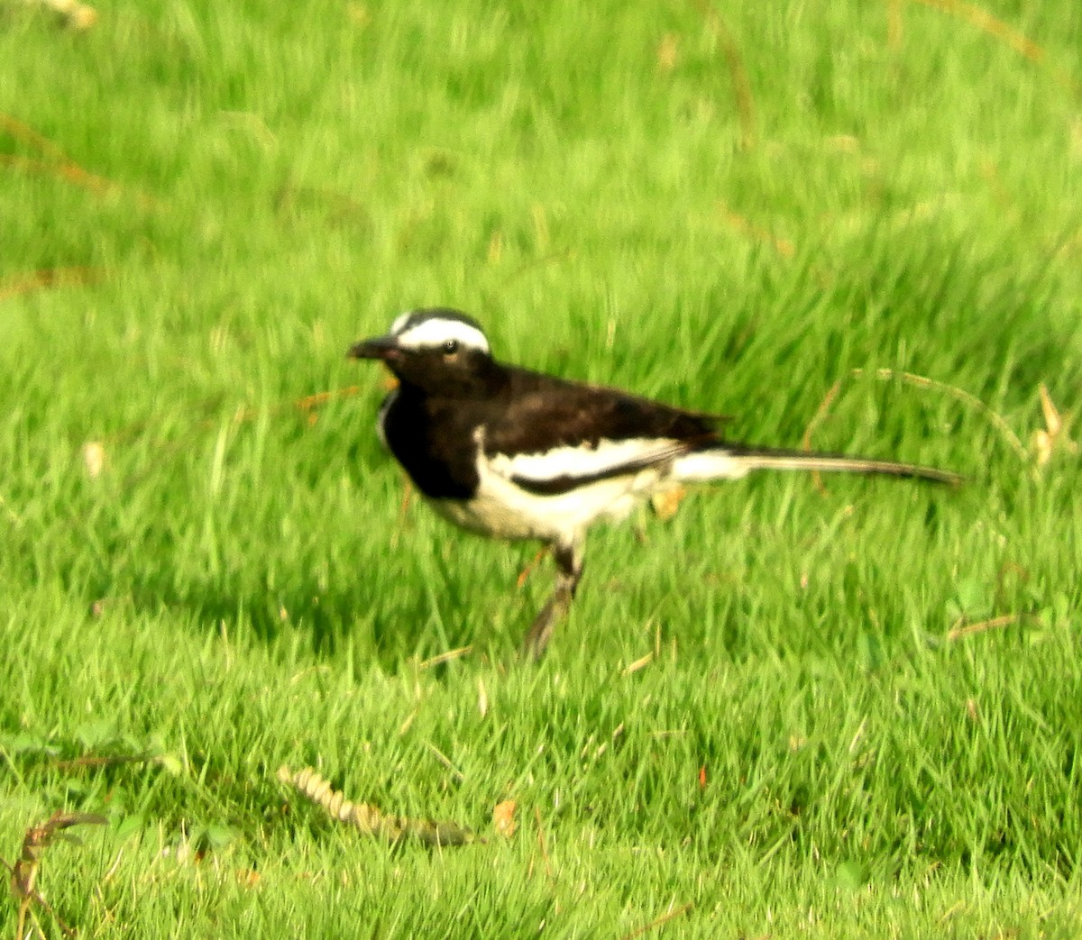 White-browed Wagtail - ML153695651